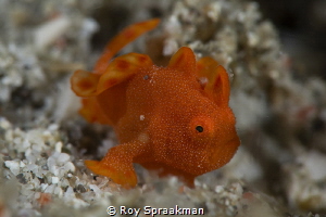 This very young frog fish was about 3mm in length. Diffic... by Roy Spraakman 